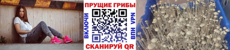 Псилоцибиновые грибы Magic Shrooms  Купить закладки  Тара 